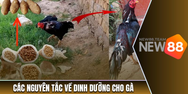 Cách Chăm Gà Đá - Bí Quyết Hiệu Quả Cho Người Mới Bắt Đầu 2 Các nguyên tắc về dinh dưỡng cho gà