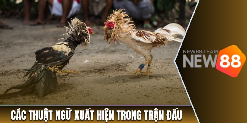 Thuật Ngữ Đá Gà - Tổng Hợp Các Cụm Từ Hay Xuất Hiện Nhất 2 Các thuật ngữ hay gặp trong trận đấu gà