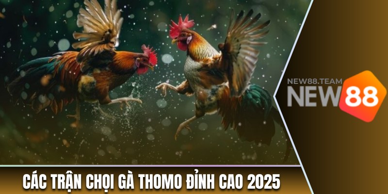 Đá gà 4 Các trận chọi gà Thomo đỉnh cao nhất 2025