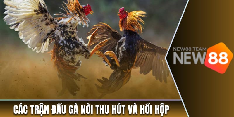 Trực Tiếp Đá Gà – Khám Phá Các Trải Nghiệm Kịch Tính, Nảy Lửa 3 Các trận đấu gà nòi thu hút và hồi hộp