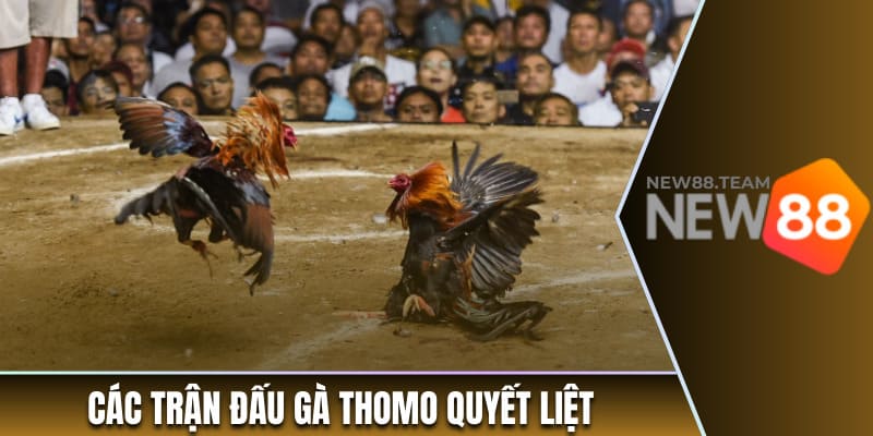 Trực Tiếp Đá Gà – Khám Phá Các Trải Nghiệm Kịch Tính, Nảy Lửa 1 Các trận đấu gà Thomo nảy lửa
