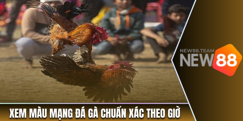Màu Mạng Đá Gà - Những Thông Tin Thú Vị Cho Người Chơi 2 Cách xem màu mạng đá gà chuẩn xác theo giờ