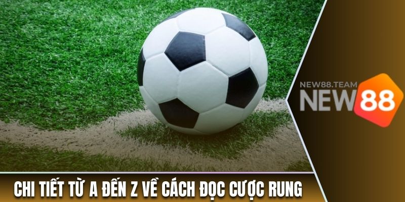 Hướng Dẫn Tân Binh Cách Đọc Và Chơi Kèo Rung Từ A Đến Z 3 Chi tiết từ A đến Z về cách đọc kèo cược rung