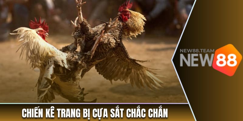 Đá Gà Cựa Sắt - Hình Thức Cá Cược Ưa Chuộng Nhất New88 2 Chiến kê trang bị cựa sắt chắc chắn