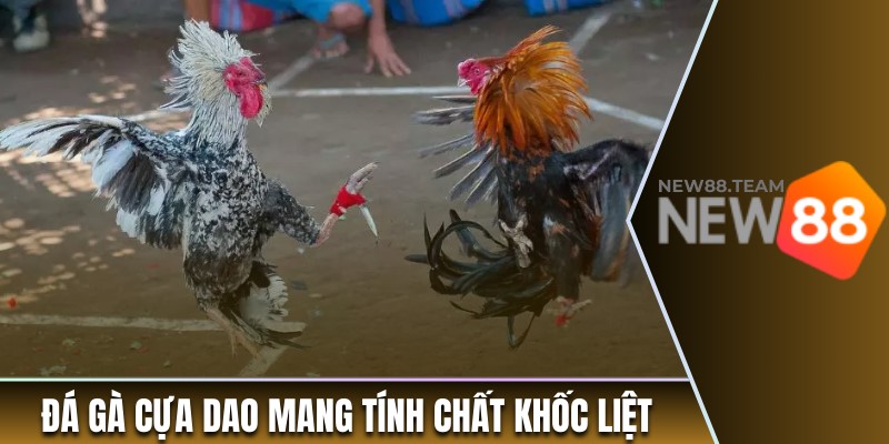 Đá gà 3 Đá gà cựa dao mang tính chất khốc liệt