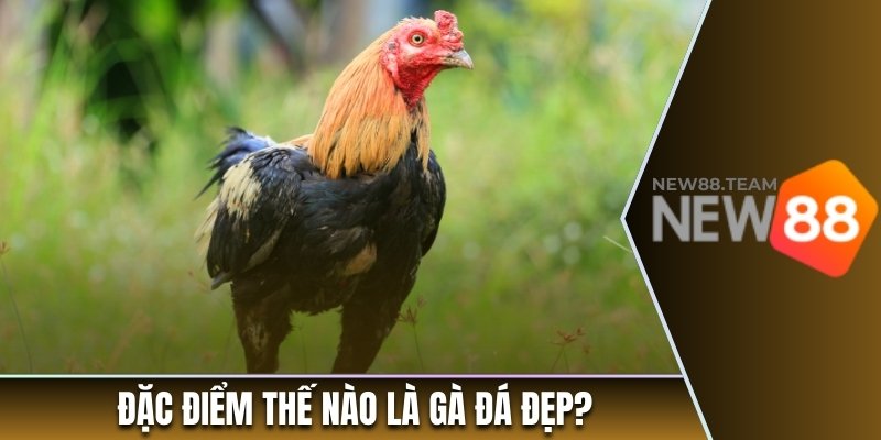 Thế Nào Là Gà Đá Đẹp? Bật Mí Bí Kíp Nhận Diện Thần Kê 1 Đặc điểm thế nào là gà đá đẹp?