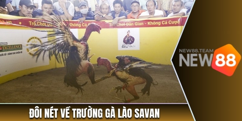 Trường Gà Lào - Xem Đá Gà Trực Tiếp Từ Sân Chơi Đẳng Cấp 1 Đôi nét về trường gà Lào Savan