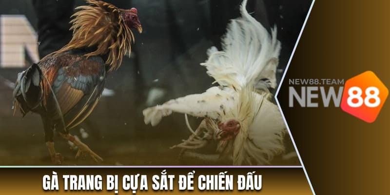 Trực Tiếp Đá Gà – Khám Phá Các Trải Nghiệm Kịch Tính, Nảy Lửa 2 Gà trang bị cựa sắt để chiến đấu