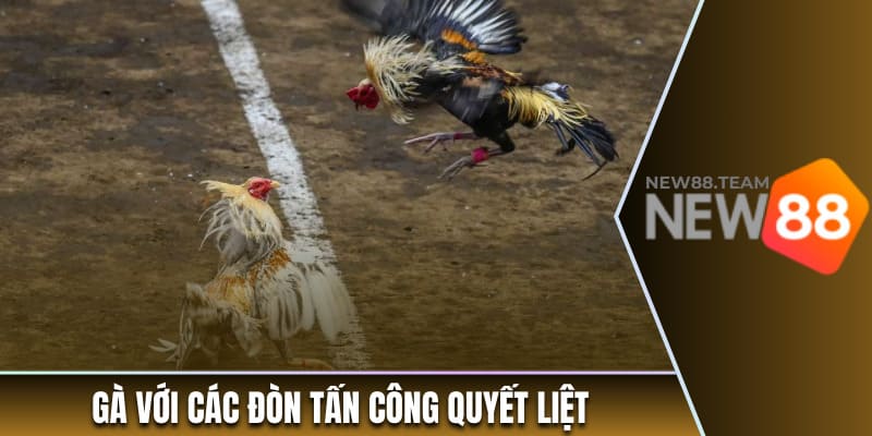 Đá Gà Cựa Sắt - Hình Thức Cá Cược Ưa Chuộng Nhất New88 1 Gà với các đòn tấn công quyết liệt