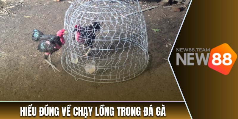 Thuật Ngữ Đá Gà - Tổng Hợp Các Cụm Từ Hay Xuất Hiện Nhất 1 Hiểu đúng về chạy lồng trong đá gà