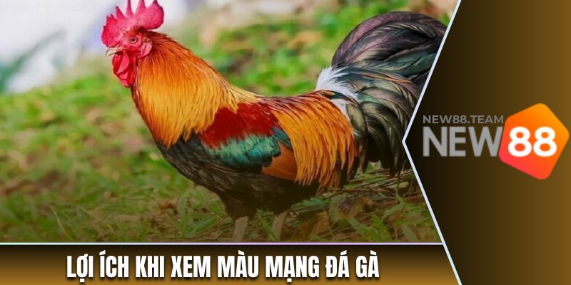 Màu Mạng Đá Gà - Những Thông Tin Thú Vị Cho Người Chơi 1 Lợi ích khi xem màu mạng đá gà