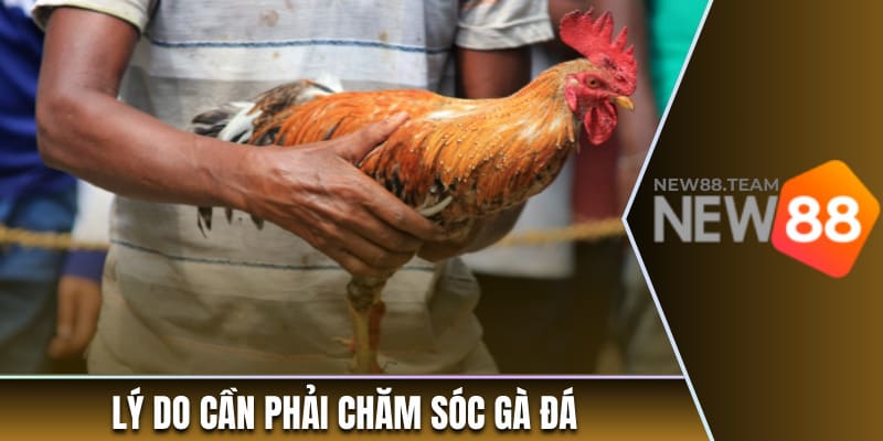 Cách Chăm Gà Đá - Bí Quyết Hiệu Quả Cho Người Mới Bắt Đầu 1 Lý do cần phải chăm sóc gà đá
