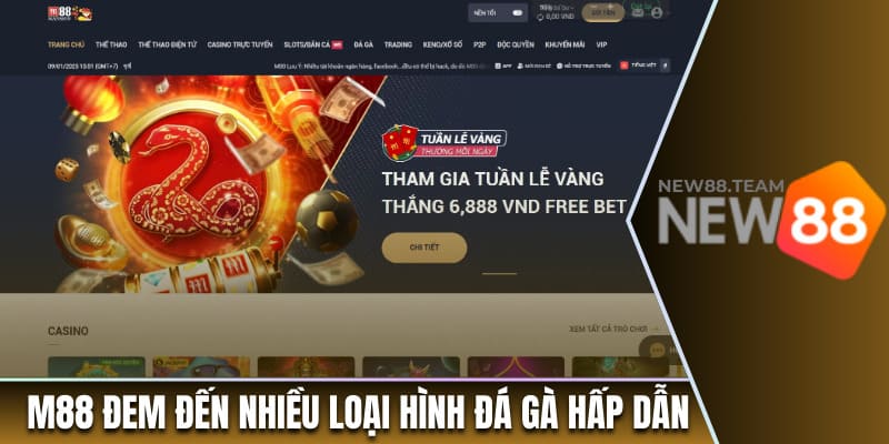 Điểm Danh Top 5 Trang Đá Gà Uy Tín Và Hot Nhất Năm 2025 1 M88 đem đến nhiều loại hình đá gà hấp dẫn
