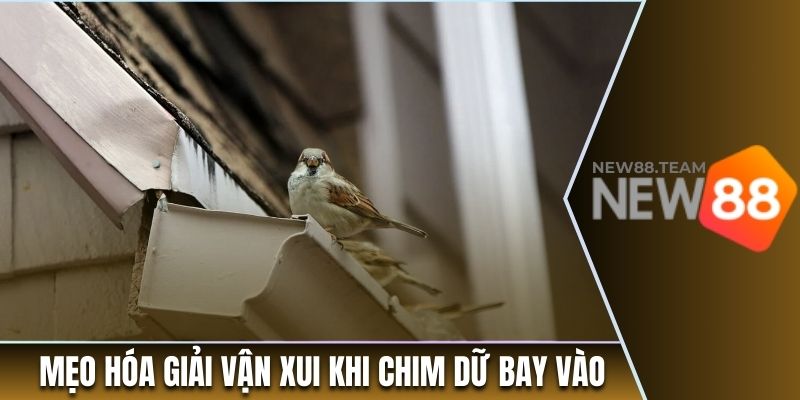 Chim Bay Vào Nhà Đánh Con Gì? Tìm Hiểu Điềm Báo May Mắn 3 Mẹo hóa giải vận xui khi chim dữ bay vào