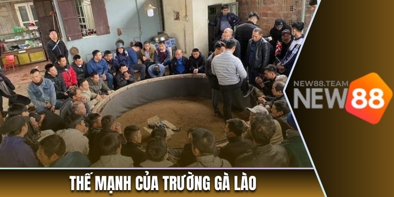 Trường Gà Lào - Xem Đá Gà Trực Tiếp Từ Sân Chơi Đẳng Cấp 3 Thế mạnh của trường gà Lào