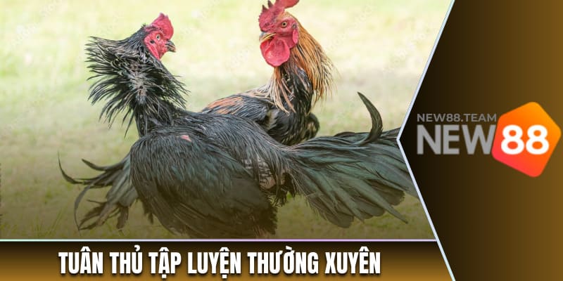 Cách Chăm Gà Đá - Bí Quyết Hiệu Quả Cho Người Mới Bắt Đầu 3 Tuân thủ chế độ tập luyện một cách thường xuyên