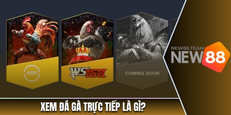 Xem Đá Gà Trực Tiếp - Theo Dõi Các Màn So Tài Nảy Lửa 1 Xem đá gà trực tiếp là gì?